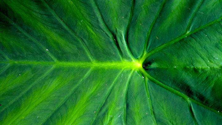 A closeup shot of a large leaf