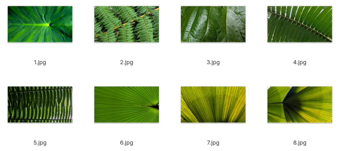 A collection of 8 wallpapers of leaves A collection of wallpapers of leaves