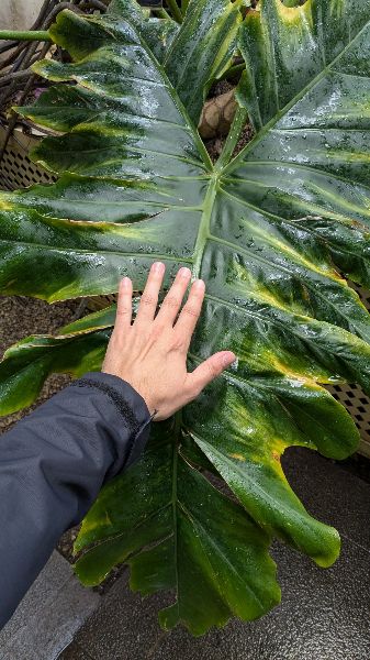 An impressive Philodendron Tree leaf A close-up photo of a Philodendron Tree leaf, with hand for size comparison